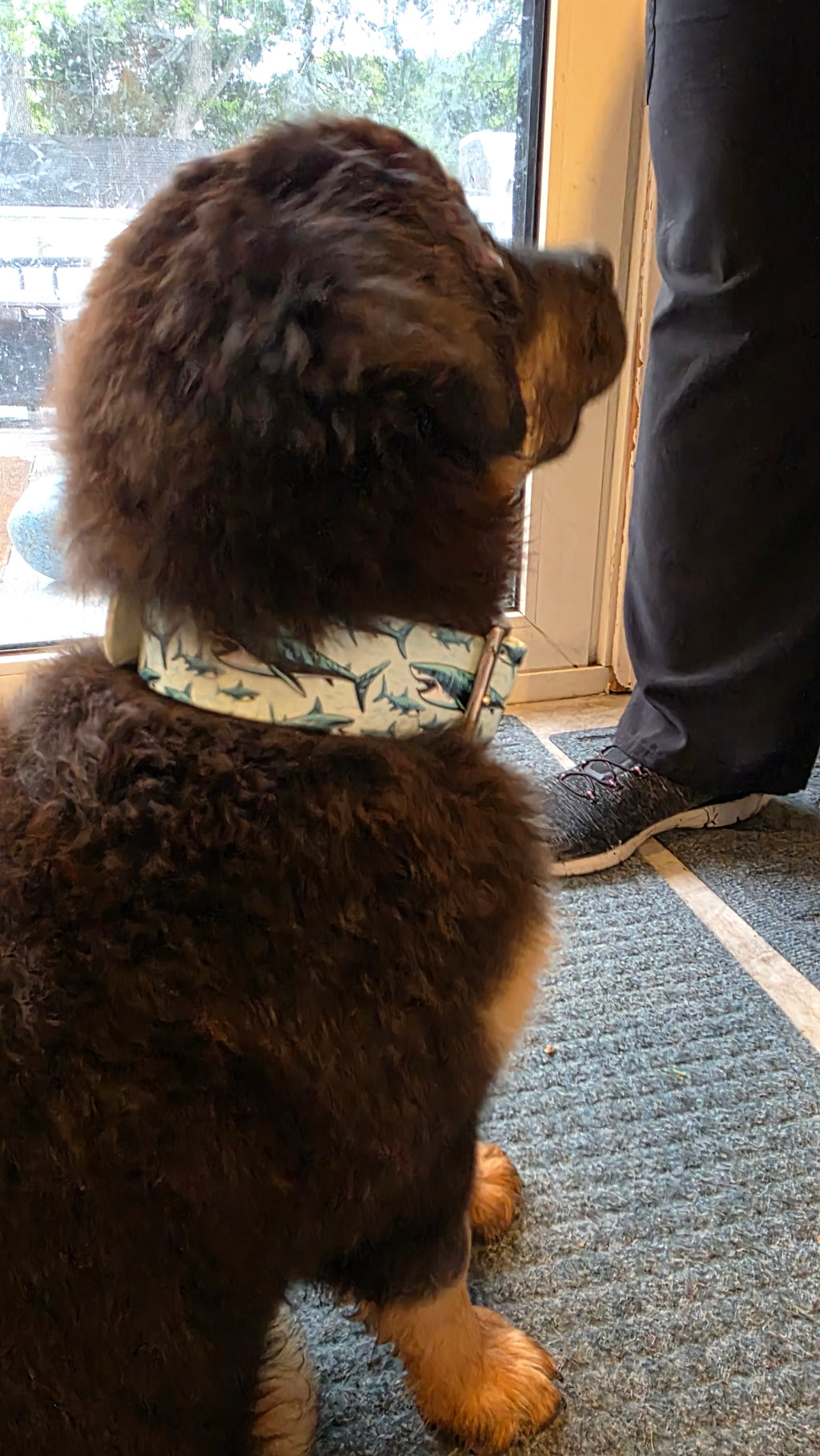 Shark Collar